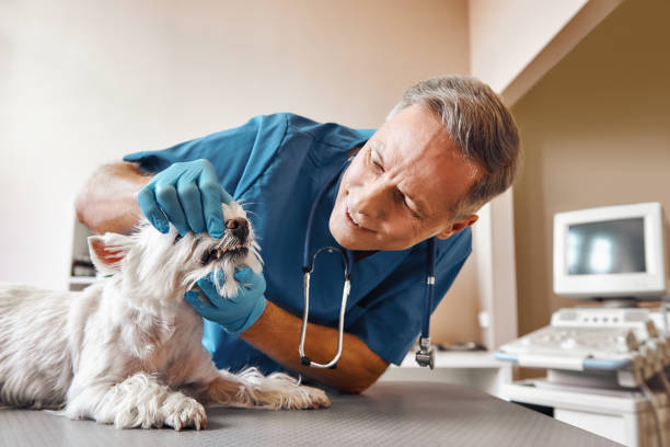 Best Same-Day Emergency Dentist in Versailles, MO